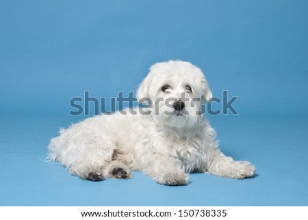 Maltese dog in front of blue background, Maltese dog