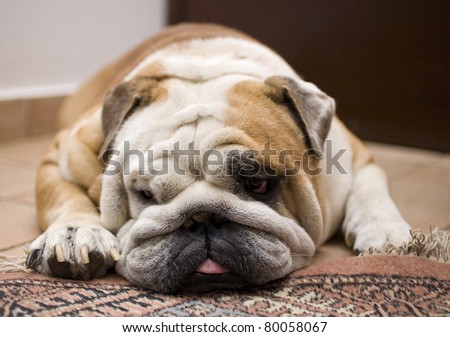 english bulldog laying down on the carpet, bulldog