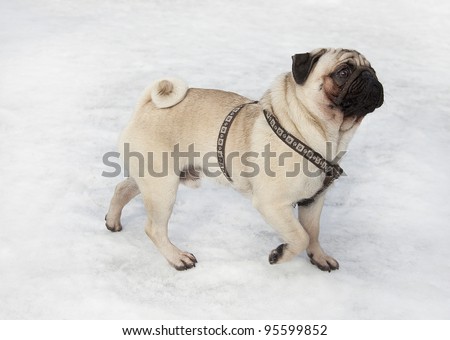 pug dog walking on snow, pug dog