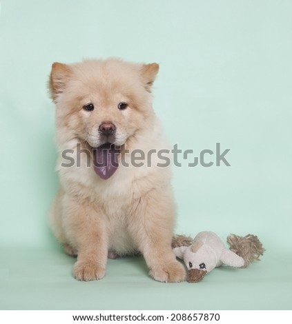 Cute Chow Chow puppy with toy, Chow Chow puppy