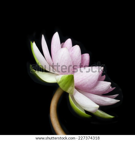 lotus flower on black background, Lotus flower