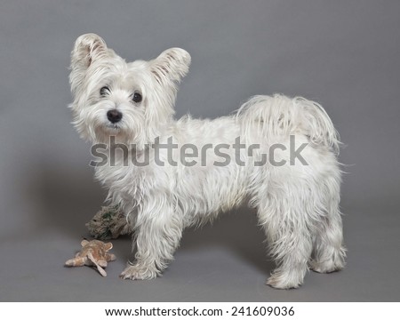Mixed breed dog on grey background, Mixed breed white dog
