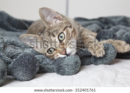 Cat resting on blanket, cat resting