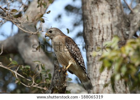 Red Shouldered Hawk (Buteo lineatus)