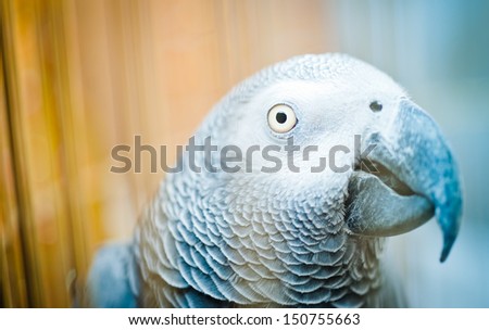 Parrot in a golden cage