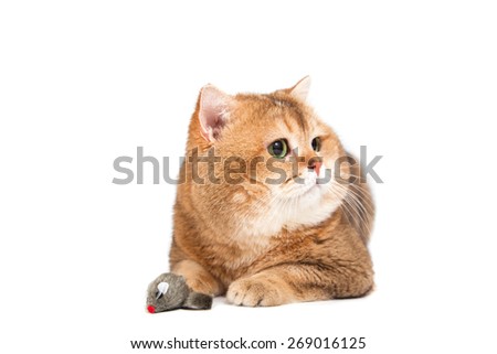 British gold ticked cat with green eyes on a white background. In mouse paws.