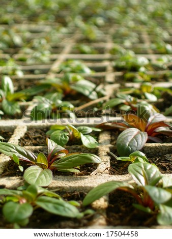 Mints growing up in a greenhouse.
