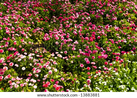 Small flowers background, pink and white flowers, focus on background