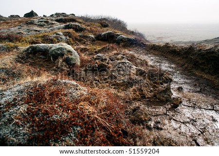 Iceland barren landscape covered with lichens and musk.
