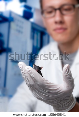 Gloved hand holds black laboratory mouse, shallow DOF