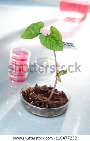 Genetically modified plant with barcode label
