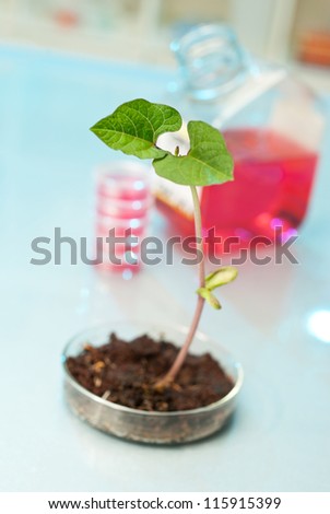 Genetically modified plant in plastic dish