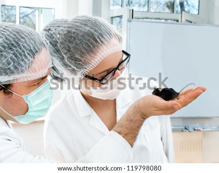 Two scientists observe black transgenic mouse