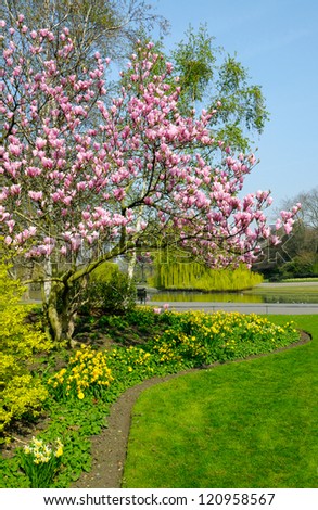 Magnolia in full bloom in Regents park in London