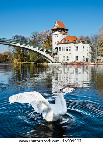 White swan flaps wings on river Spree in Treptow Park, Berlin, Germany