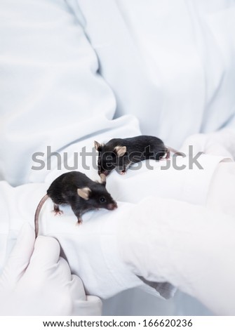Two black laboratory mice sitting on arms of two animal caretakers