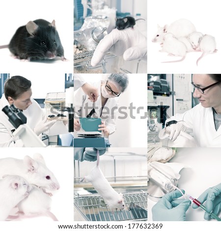 Experimental work with mice in laboratory environment, collage