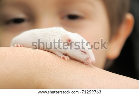 One week old mouse pup on adult\'s hand, curious eyes of a child on the background out of focus