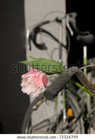 Pink fluffy tulip flower on a bike handlebar