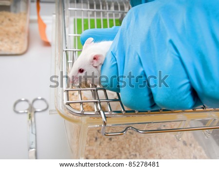 Animal caretaker takes white laboratory mouse from top of the cage