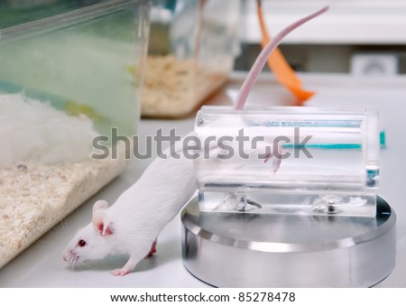 White laboratory mouse tries to escape from a holding device
