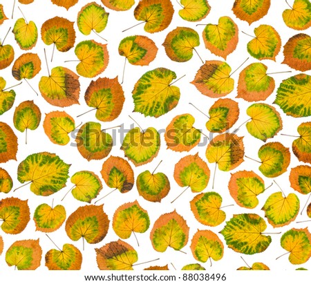 Yellow lime leaves isolated on white; seamless pattern