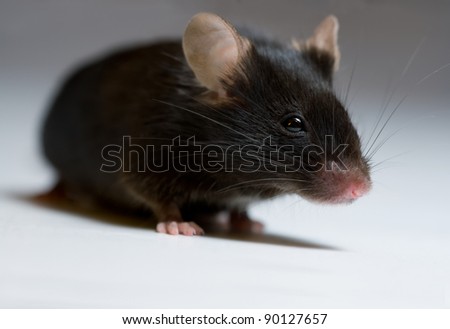 Black mouse, adult female