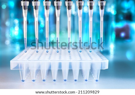Multichannel pipette tips filled in with reaction mixture to amplify DNA in plastic wells
