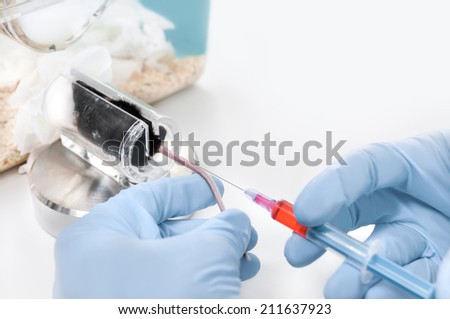 Injection into mouse tail in laboratory conditions