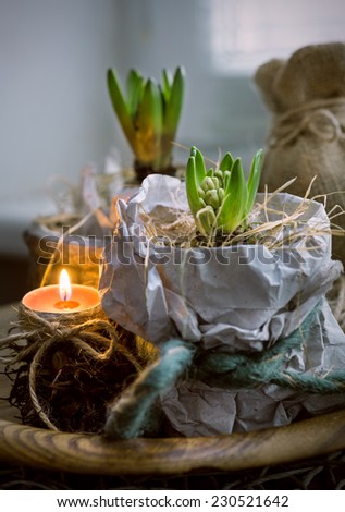 Two hyacinth plants in wrapping paper and a candle indoors