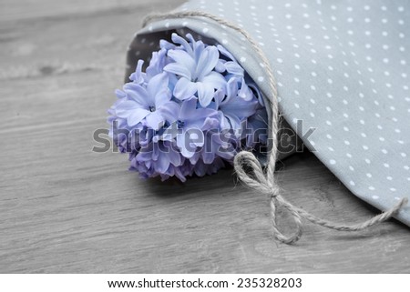 Closeup on blue hyacinth wrapped in cotton cloth, space for your text