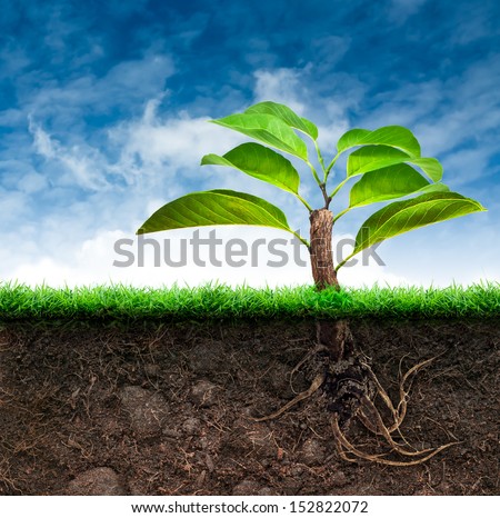 The Origin Tree and Soil with Grass in Blue Sky