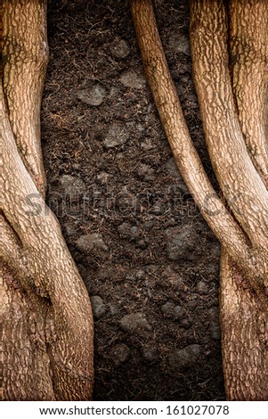 Tree and Soil Texture in Nature Abstract Background