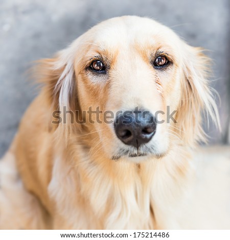 Golden retriever dog in sad face expression