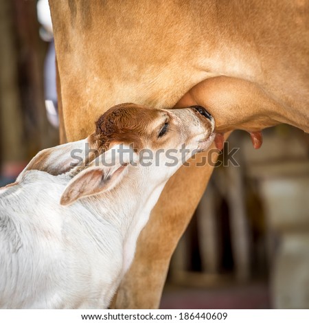 Little cow suck up milk from mom
