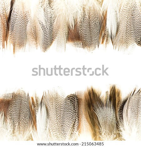 Pattern of bird feather isolated on white