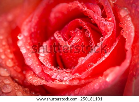 Soft and blur of rose petal with drop for background