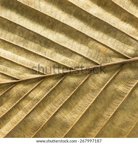 Closeup of dry leaf structure and texture for background material