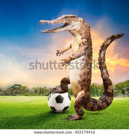 Taxidermy crocodile in the act of soccer player at the natural ground for sports on sunset background