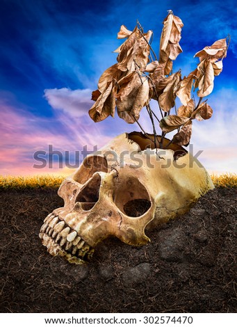 Broken human skull and dead tree bury underground on fantasy sky background in concept of effect from natural damage