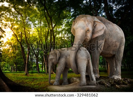 Elephant family be alive in the forest