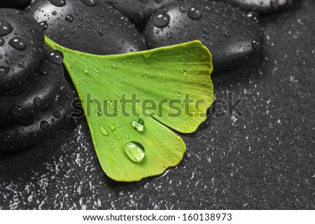 Ginkgo leaf with stones on slate with water drops