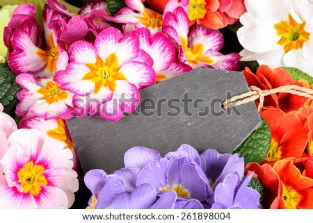 Primula with slate label