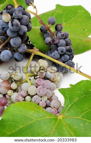 Wild grapes and leaves in various degrees of ripeness