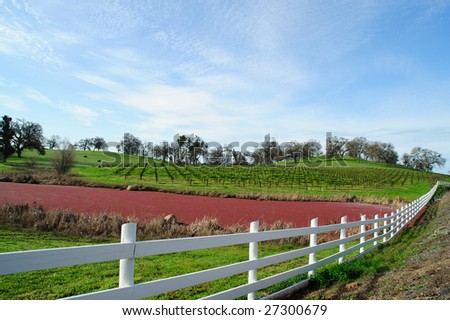 California rolling hills covered in Oaks and a Vineyard with a small pond covered in Mexican Water Fern, Azolla mexicana C. Presl.