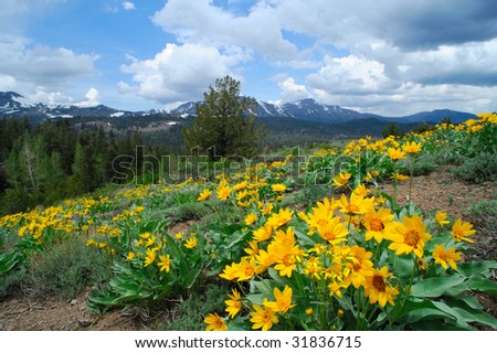 Yellow flowers cover a hillside at springtime with snow covered peaks in the background in the california sierra nevada mountains