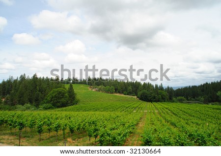 New vine growth in a california sierra foothill vineyard with pine and cedar trees in the background