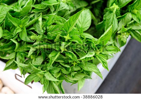 Bunches of fresh grown basil leaves and stalks in a white box ready to sell
