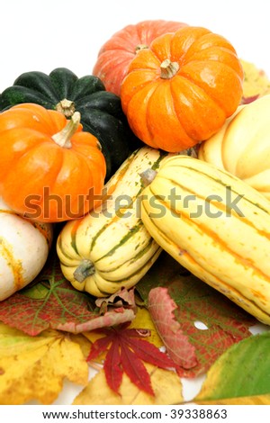 Assorted squash including green and white Acorn, Gold Nugget, Delicata, small pumpkins and Fall leaves on a light colored background.