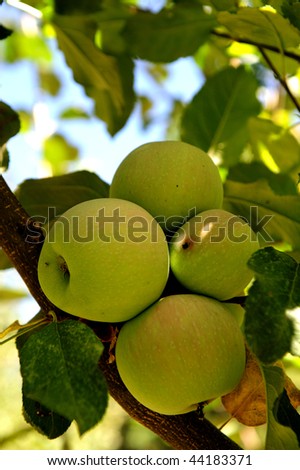 Green apples on a tree clustered together in the shade of the leaves as harvest time nears.